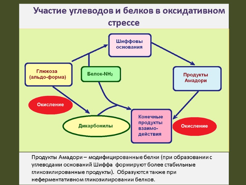 Участие углеводов и белков в оксидативном  стрессе Продукты Амадори – модифицированные белки (при